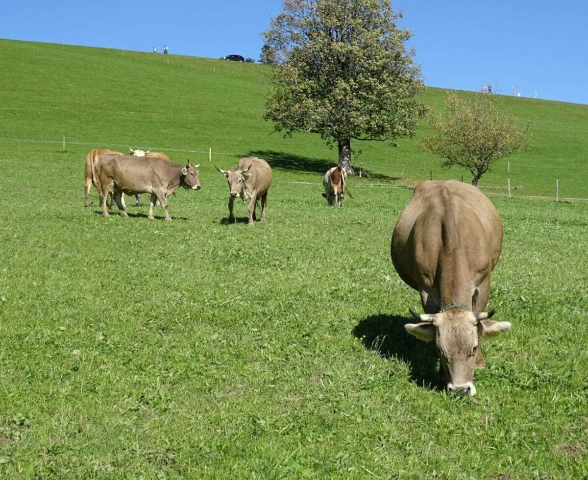 unsere Kühe auf der Weide