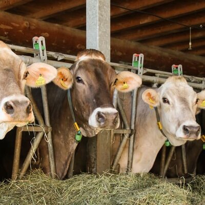 Neugierige Braunviehkühe im Stall