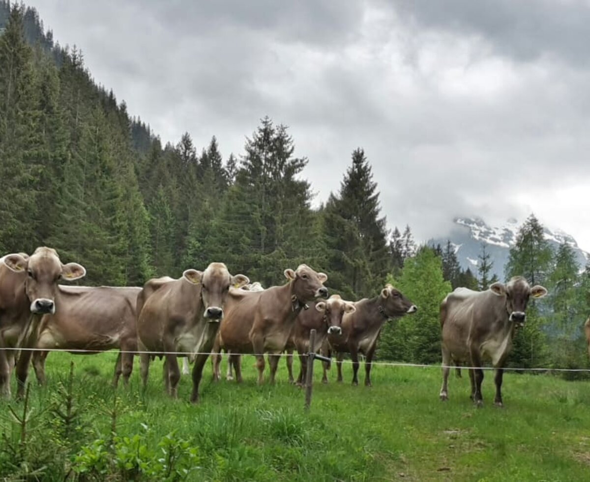 Braunviehkühe vor den Bergbahnen Gargellen im Montafon