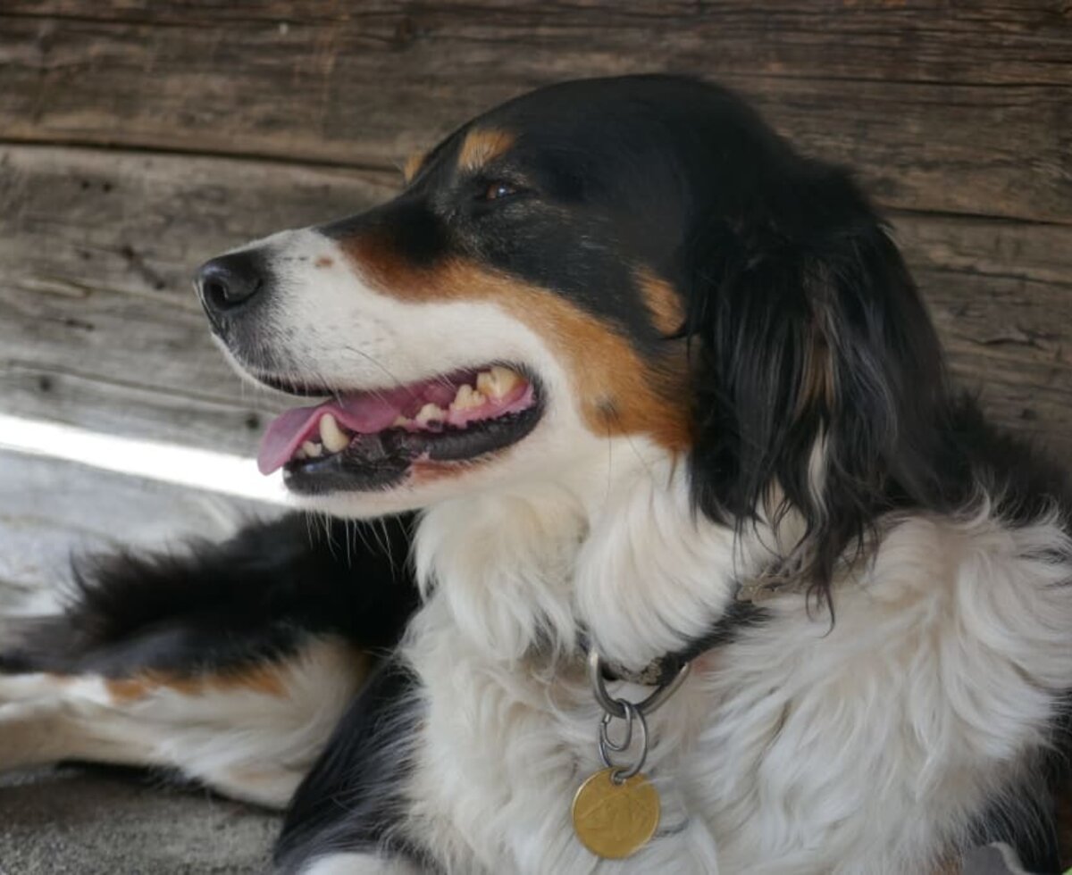 Laika die treue Begleiterin am Hof im Feld im Montafon