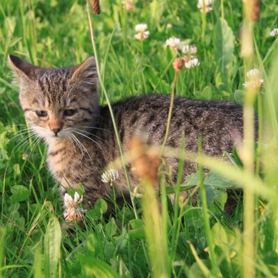 Katzenbaby Karl