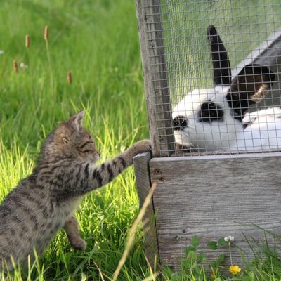 Katzenbaby Karl besucht Kaninchen Paula