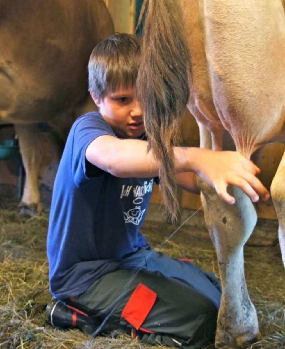 Lukas beim Kühe melken