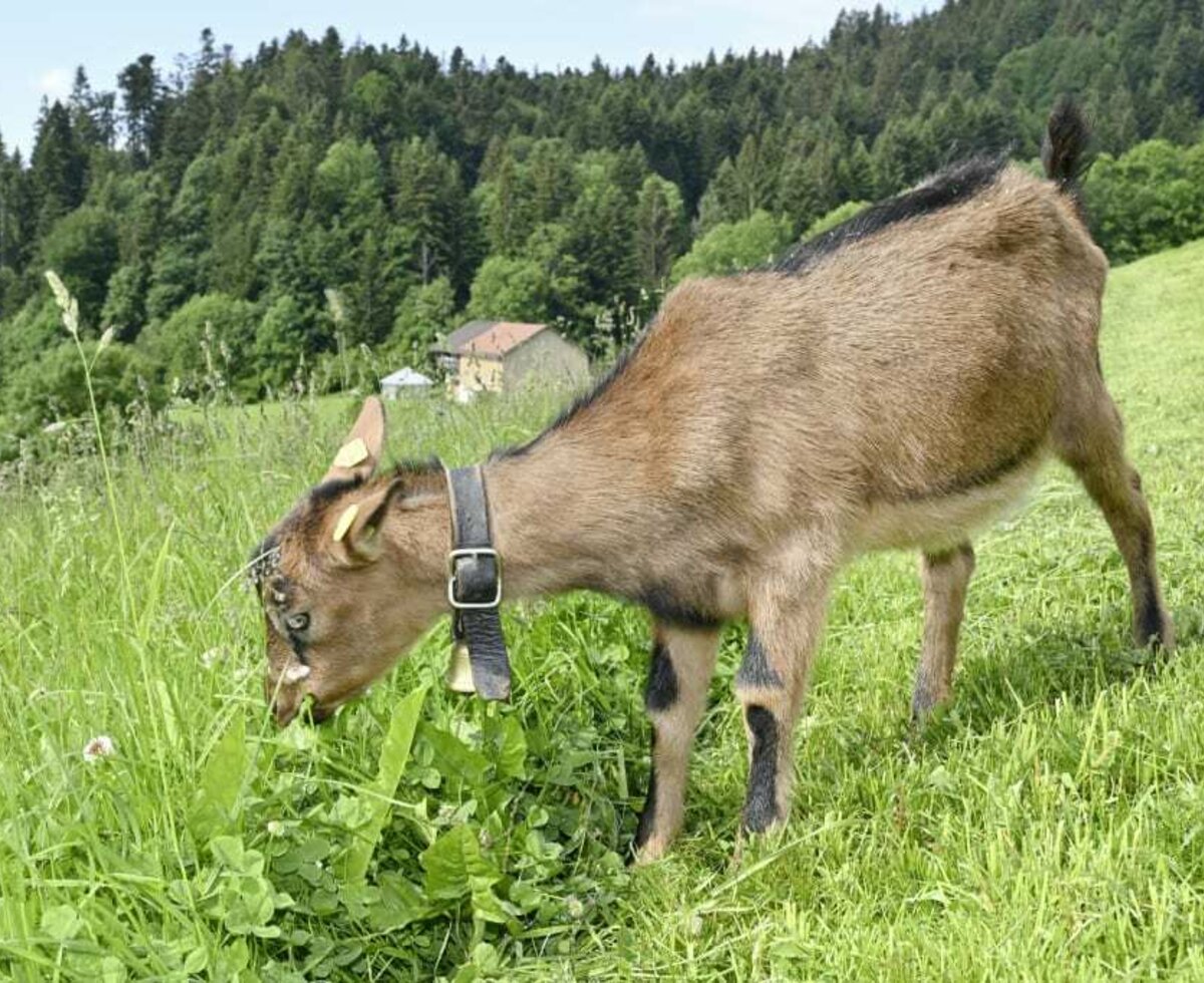 Urlaub am Bauernhof im Bregenzerwald, Sulzberg.