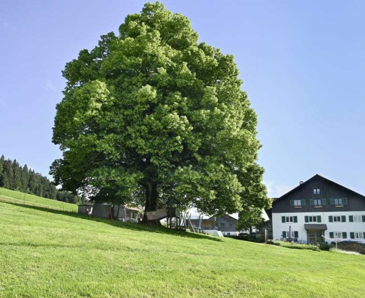 Urlaub am Lindenhof Sulzberg im Bregenzerwald