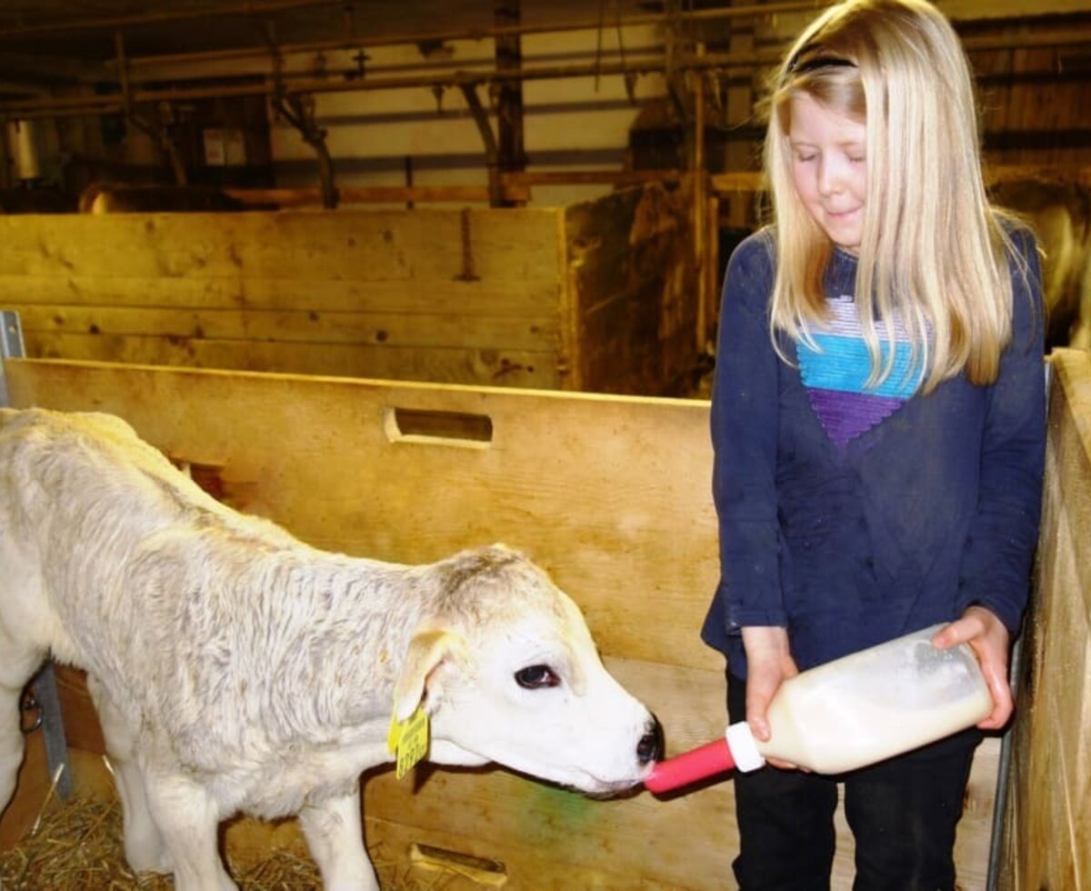 habt Ihr Lust mit zu helfen - das kleine Kälbchen bekommt seine Milch