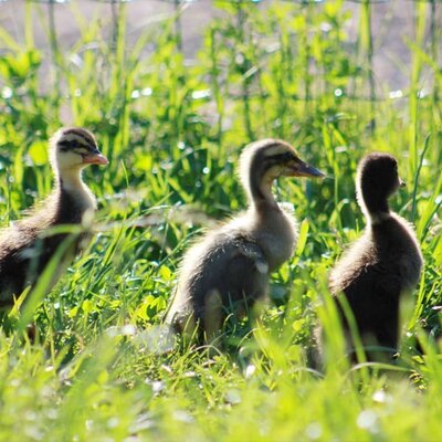 Enten entdecken den Hof