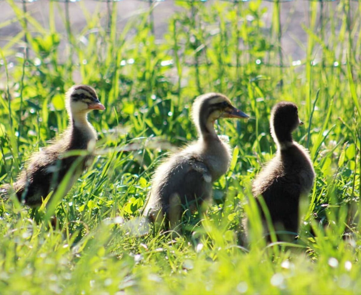 Enten entdecken den Hof