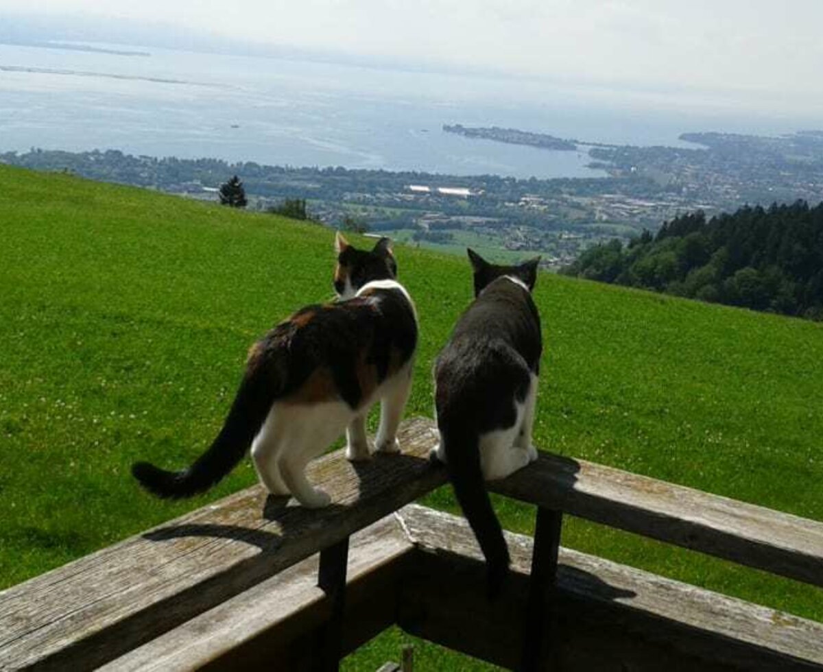 Den grandiosen Blick auf den Bodensee lieben sogar unsere Katzen.