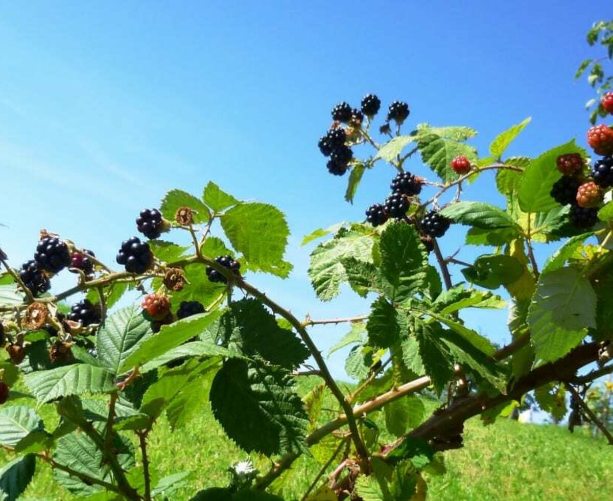 Leckere Brombeeren zum von der Hand in den Mund selber pflücken.