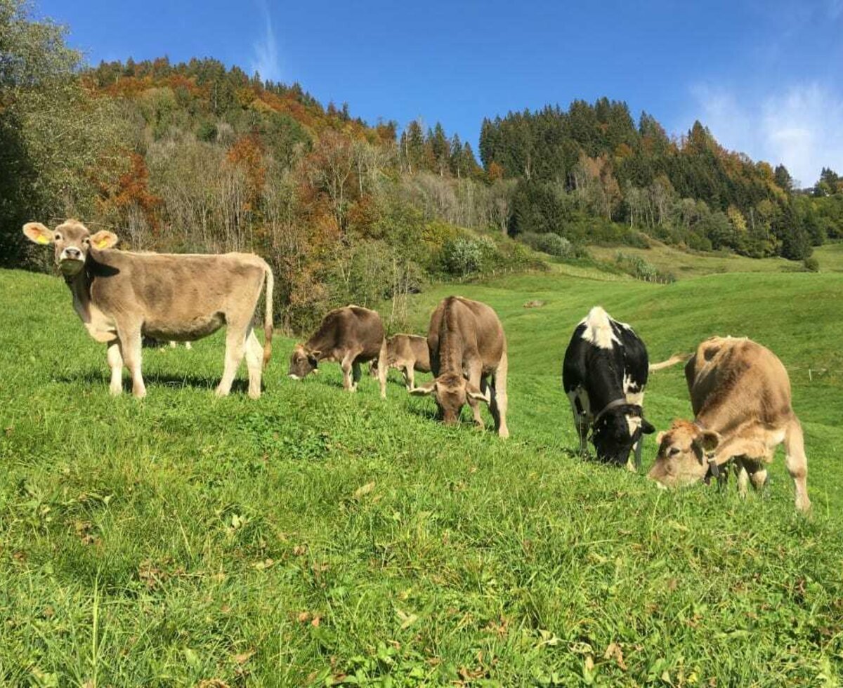 Urlaub am Bauernhof am Schmiedlarhof in Au-Schoppernau, Vorarlberg.