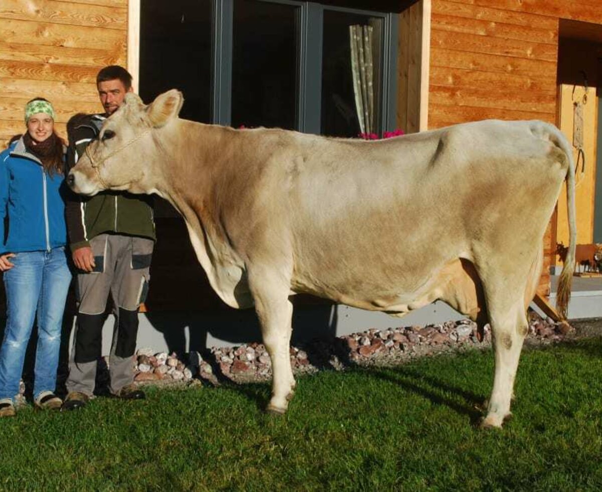 Braunviehzucht Schmiedlarhof, Au-Schoppernau im Bregenzerwald