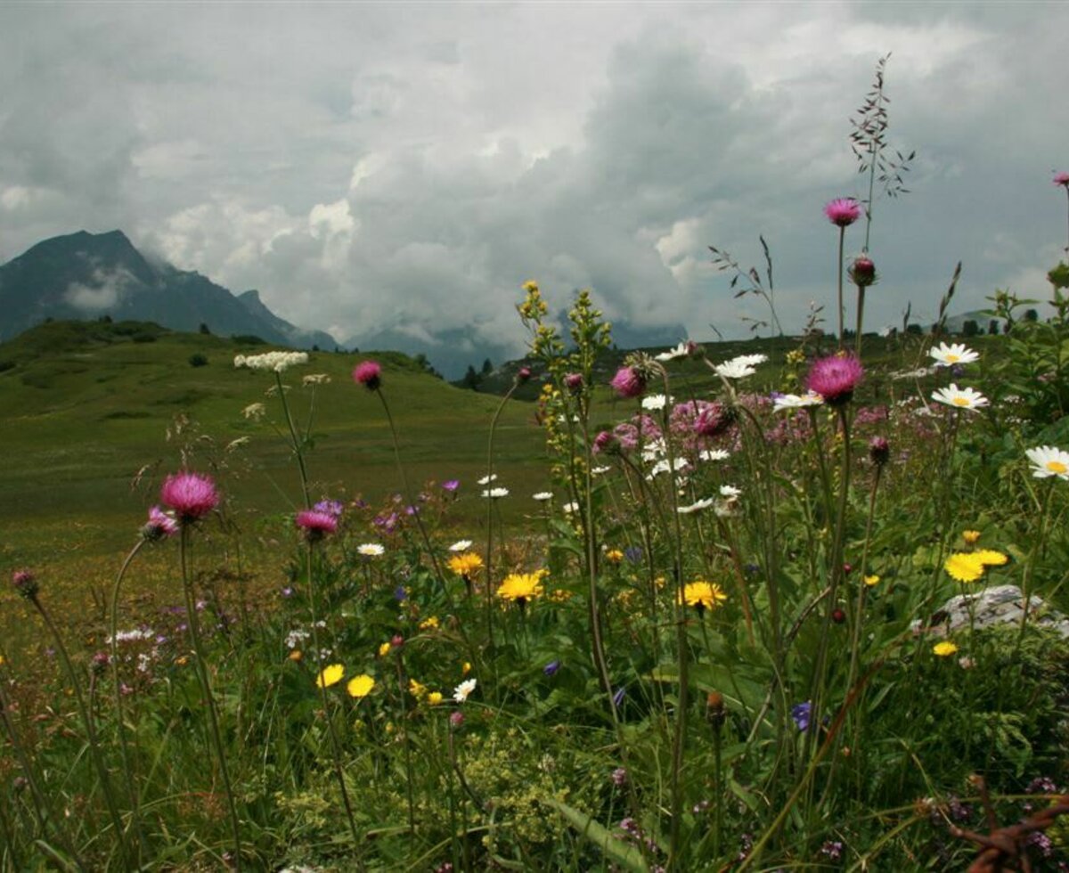 Blumenwiese in Auenfeld