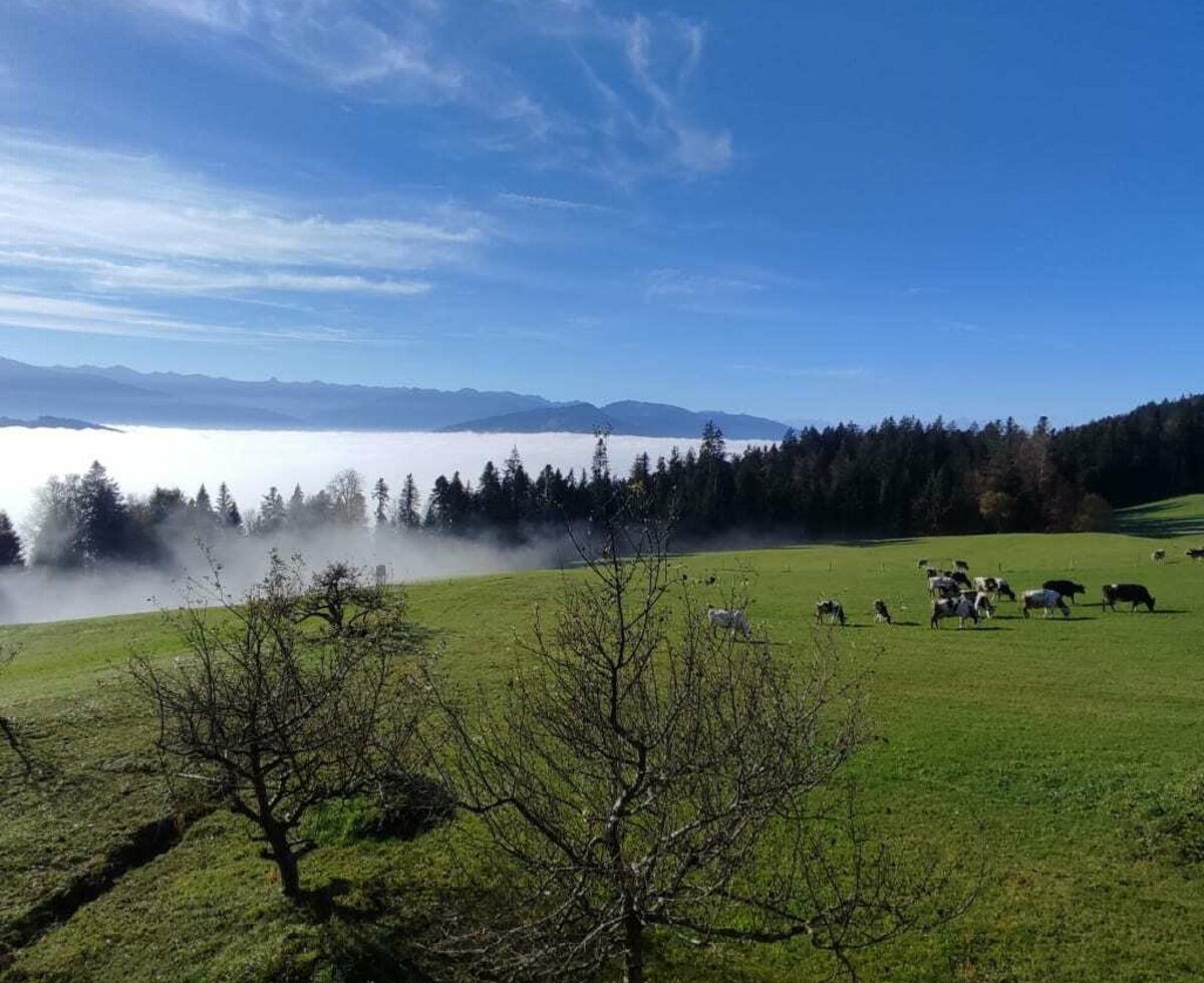 Aussicht auf das Nebelmeer - wir liegen darüber!